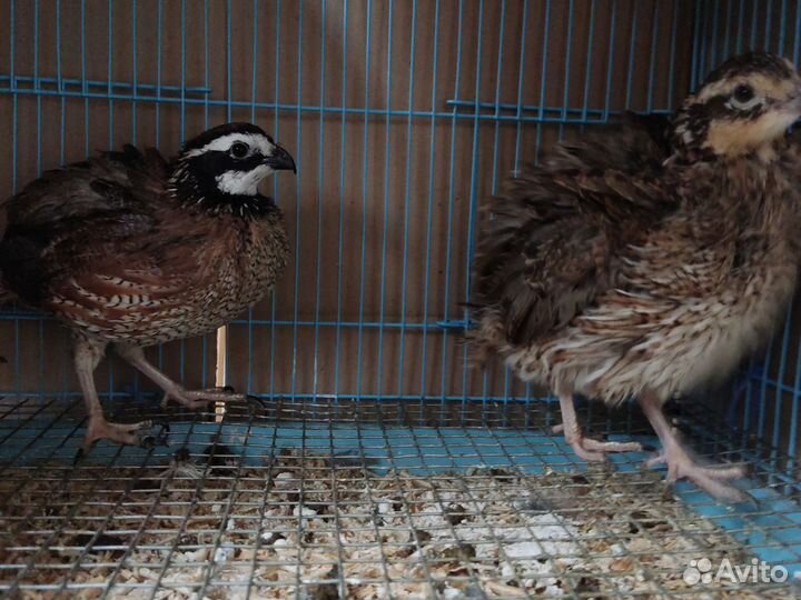 Перепел вергинкий