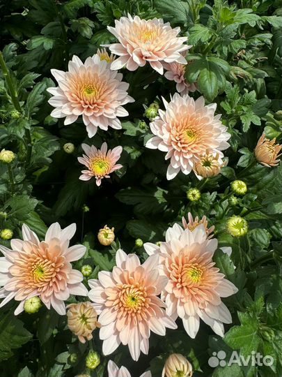 Хризантема ветка и одноголовая