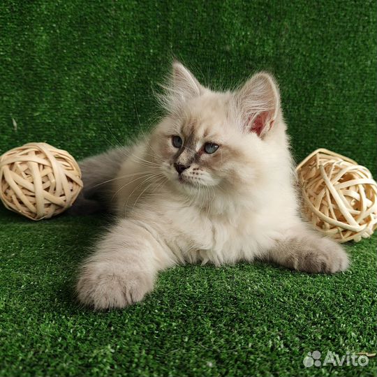 Сибирские котята