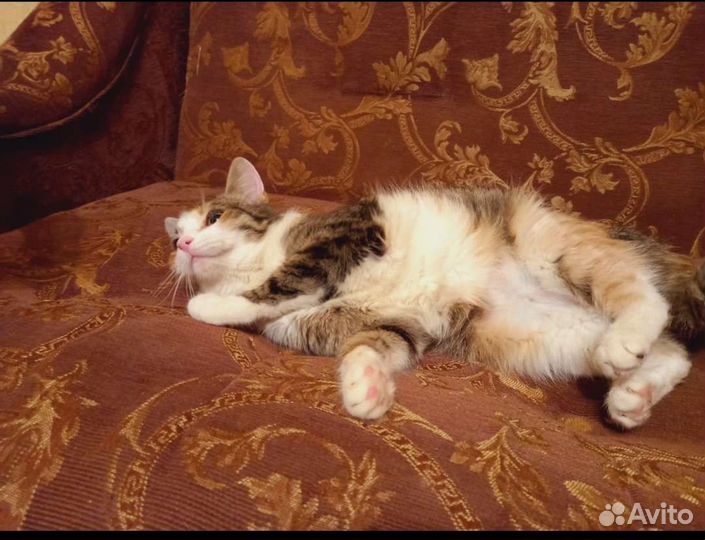 Кошечка 1 год