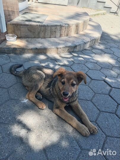 Щенок в добрые руки