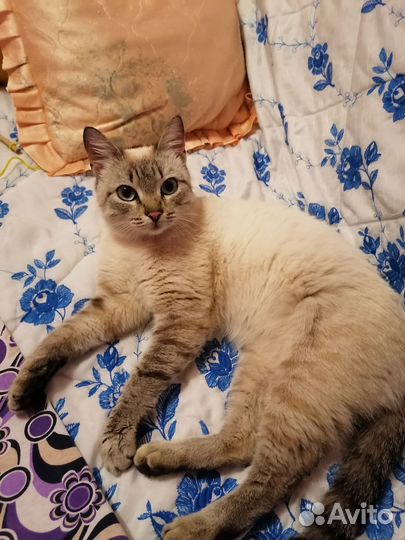 Кошка в добрые руки