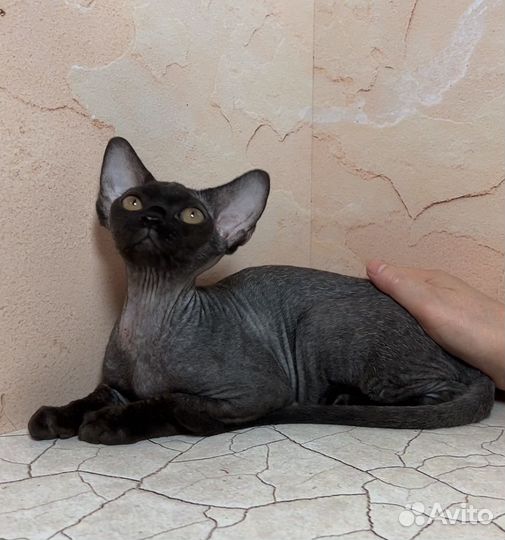 Девочка ушастик