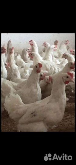 Куры молодки несушки