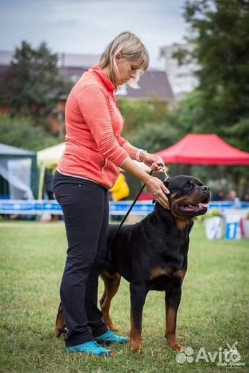 Ротвейлер вязка