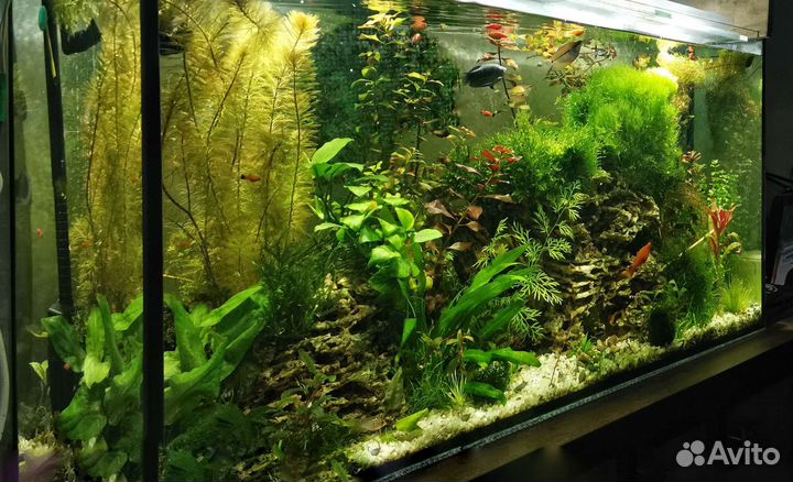 Рыбки, аквариумные растения, декорации