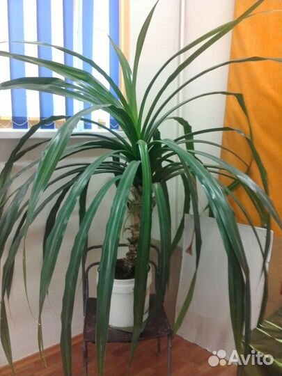 Панданус или винтовая пальма