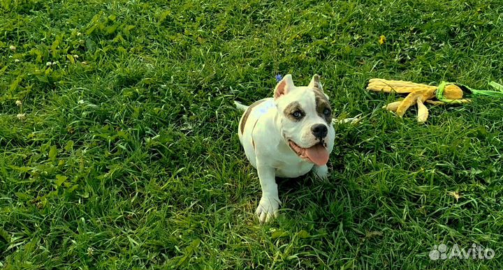 Американский булли