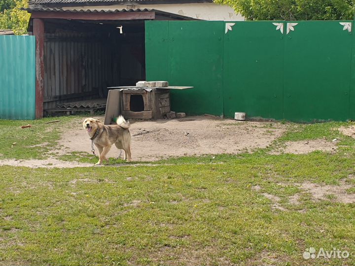 Собака в добрые руки бесплатно
