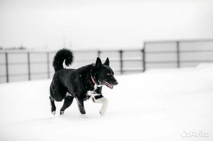 Север ищет семью
