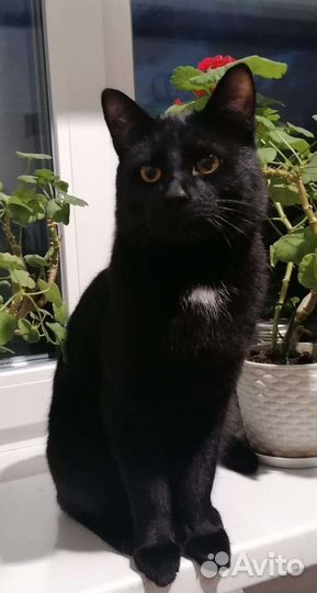 Бомбейский кот