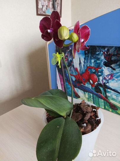 Орхидея фаленопсис сортовая