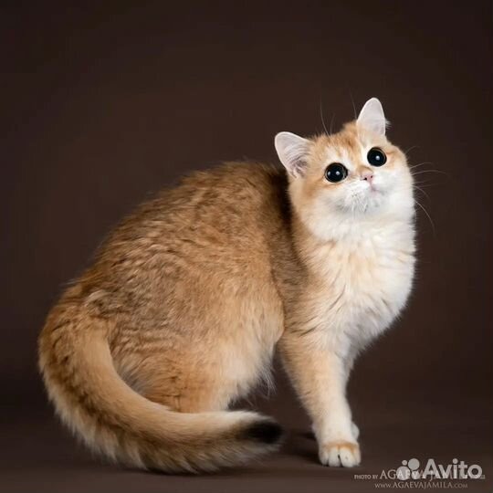 Кошка золотая британская шиншилла импорт Турция