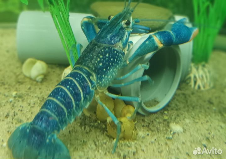 Австралийский рак