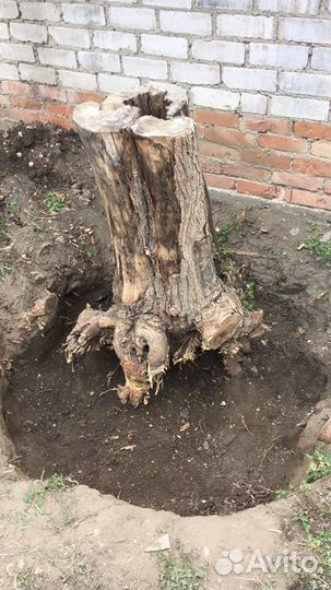 Спил деревьев