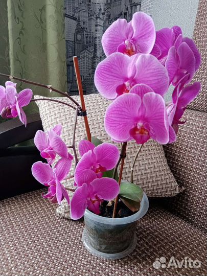 Орхидея дендробиум