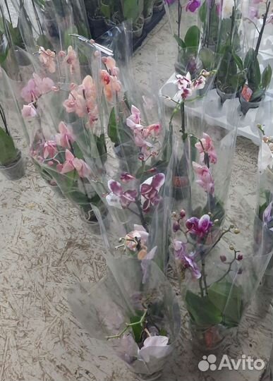 Орхидея фаленопсис