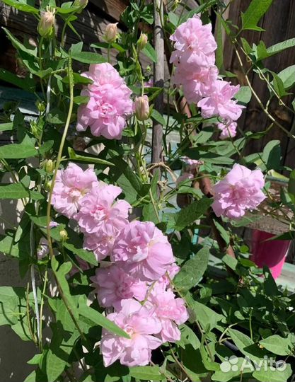 Многолетник лиана махровая, зимует