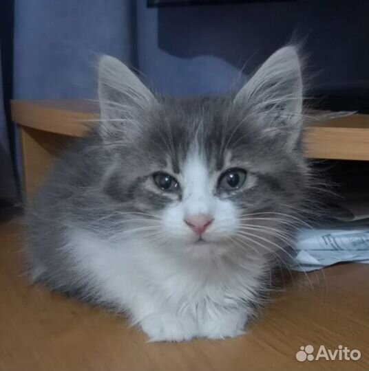 Пушистик 2,5 мес девочка