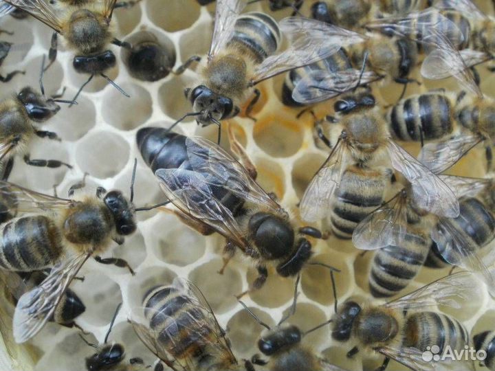 Продам пчелопакеты, пчелосемьи карника и карпатка