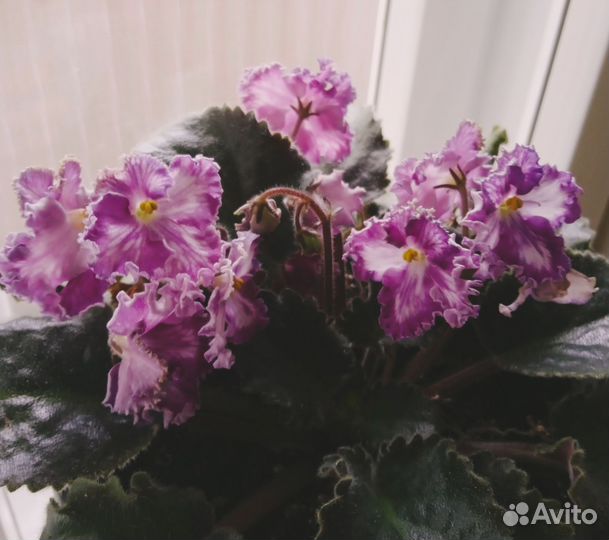 Сортовые фиалки