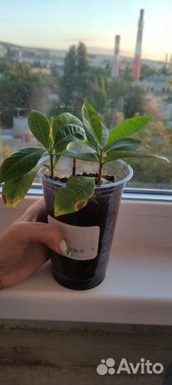 Гардения жасминовидная