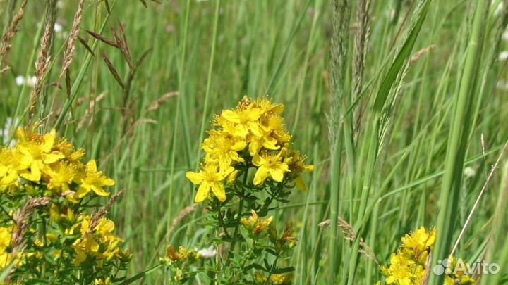 Зверобой ручная сборка свежий в любом количестве