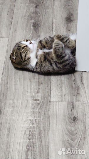 Коты для вязки