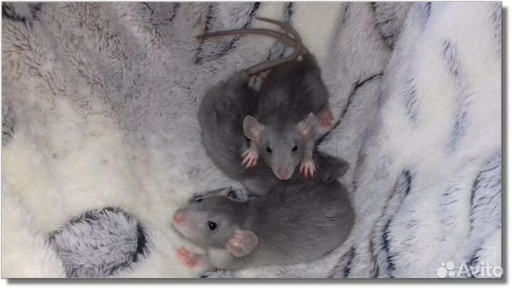 Крысята Дамбо норковые. Крысы голубого окраса пито