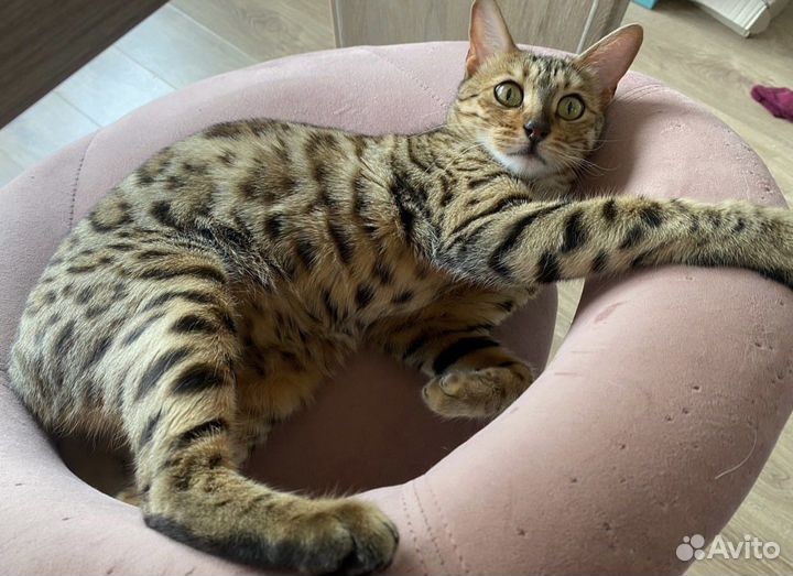 Бенгальская кошка вязка