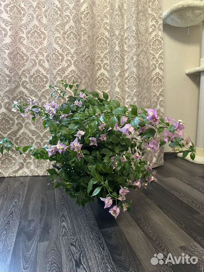 Bougainvillea Glabra (Бугенвиллия)