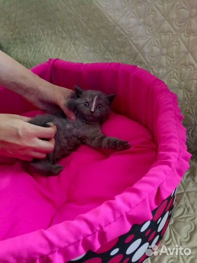 Кошки