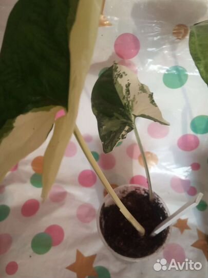 Сингониумы сортовые