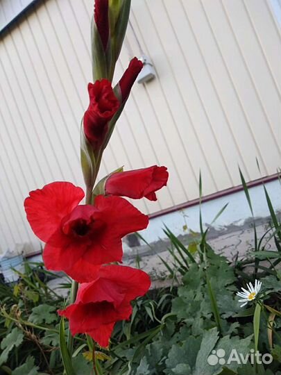 Луковица гладиолусы