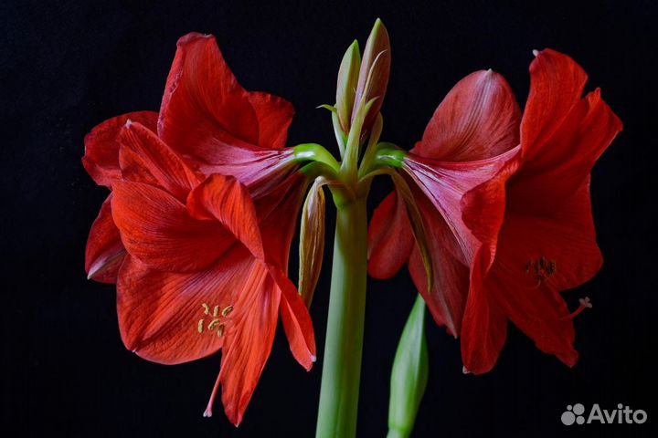 Цветок в горшке Амараллис (Гиппеаструм)