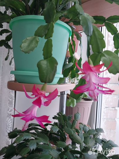 Комнатные цветы