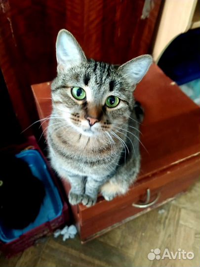 Кошечке очень нужен дом, где ее будут любить