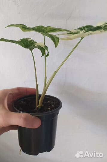 Сингониумы сортовые