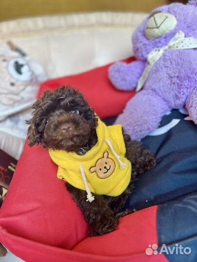 Сладкий мальтипу