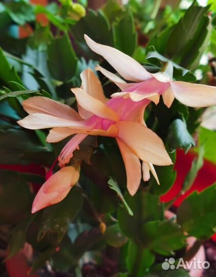 Декабрист шлюмбергера розовый и желтый