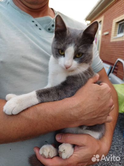 Отдам в добрые руки