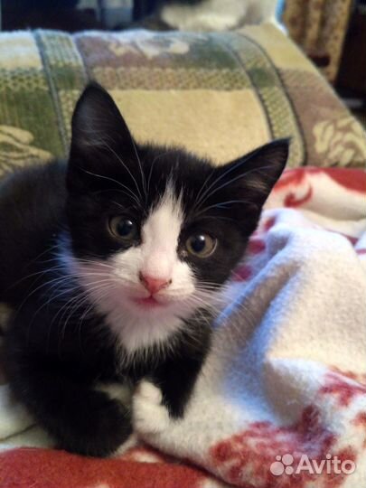 Котята найдёныши