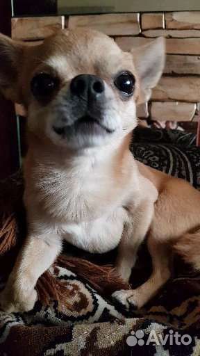 Собака чихуахуа, жених, вязка