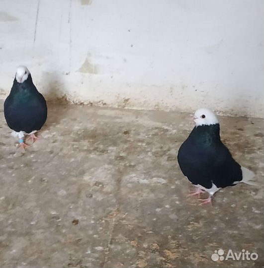 Голуби белоголовые пермские