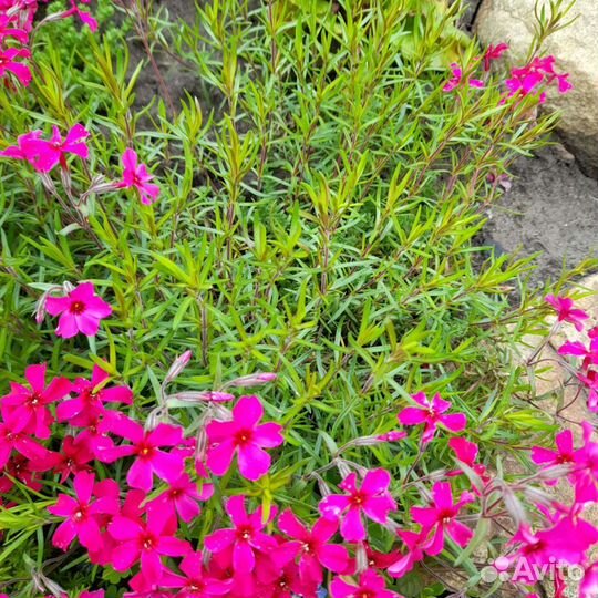 Растения для сада