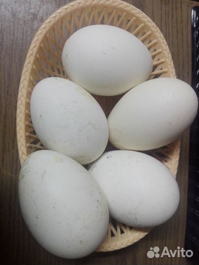 Инкубационное яйцо гусей линда