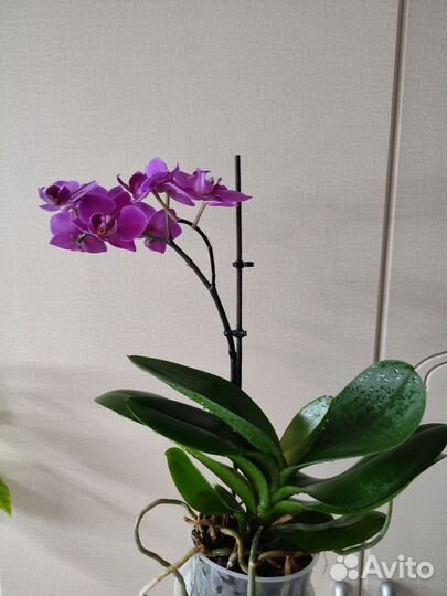 Орхидея фаленопсис Brazilian Fever