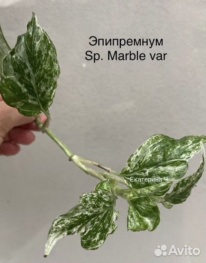 Сциндапсусы, эпипремнумы, рафидофора