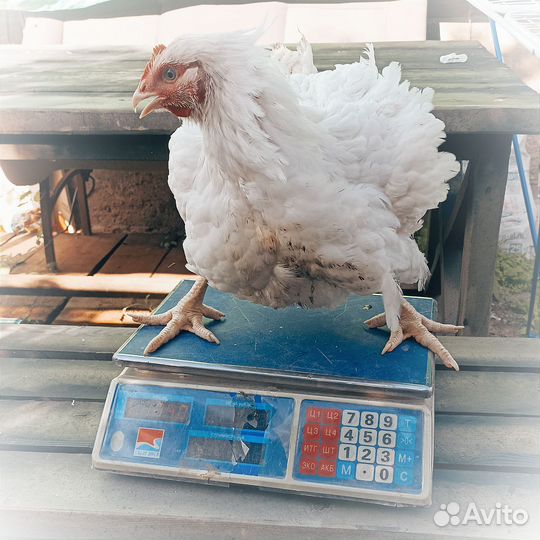 Мясо птицы Куры суповые Цыплята бройлер Тушенка