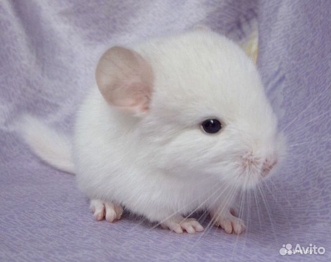 Шиншилла белый бархат